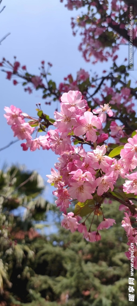 海棠花
