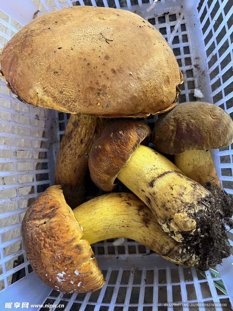 野生菌