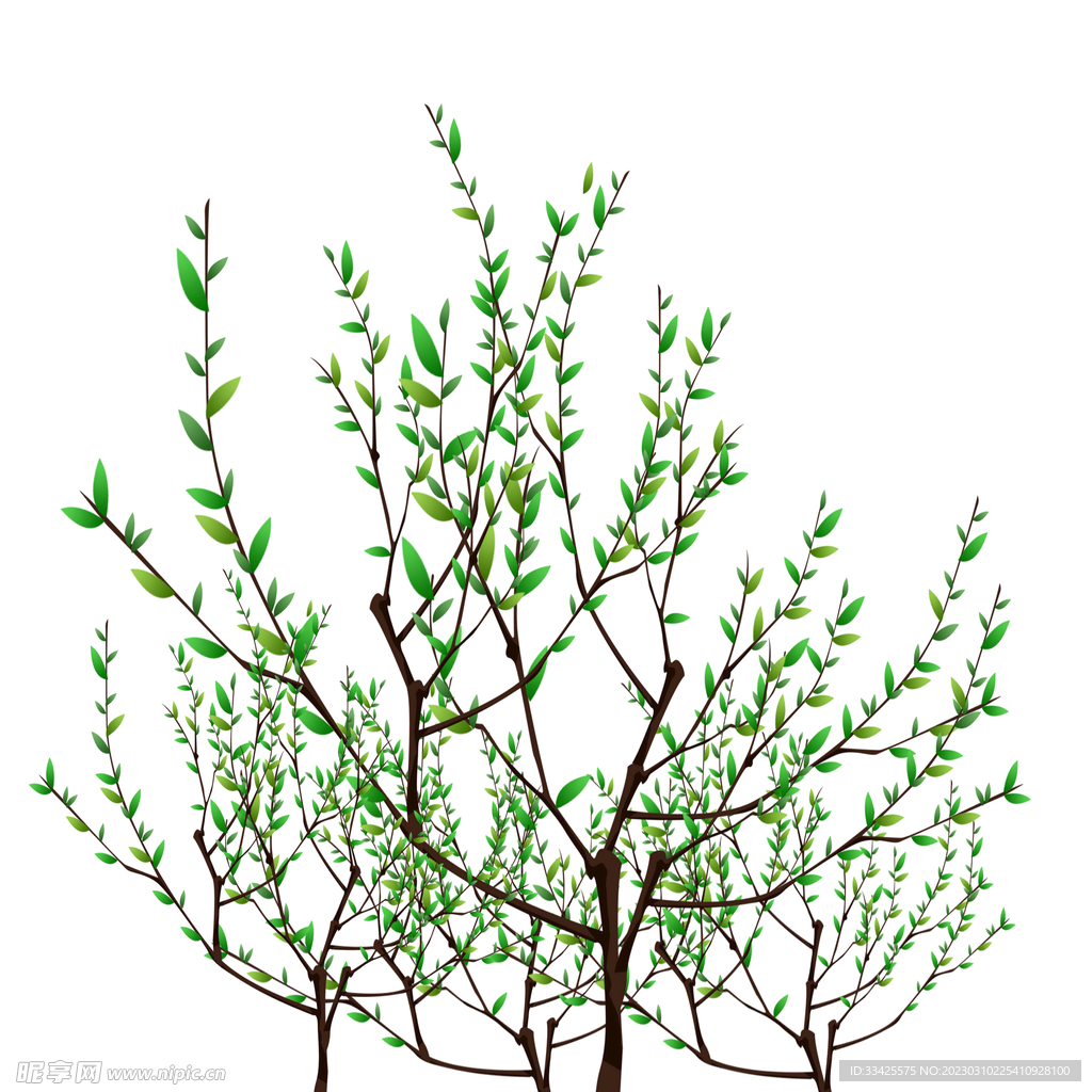 绿色植物