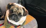 狗
