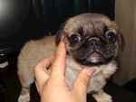 狗