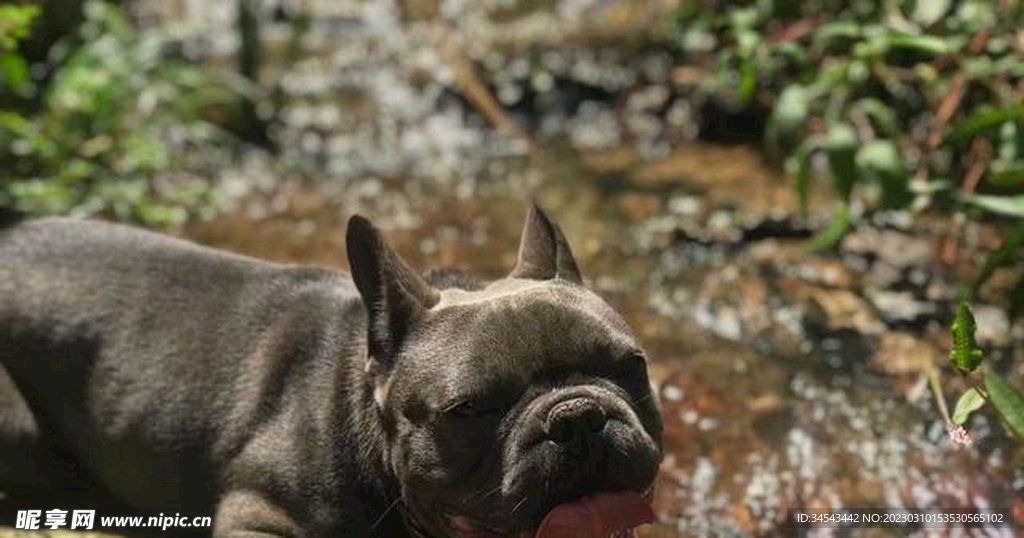 狗