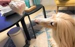 狗