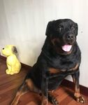 狗
