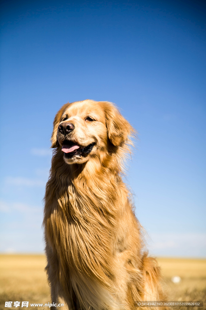 狗