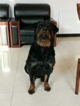 狗