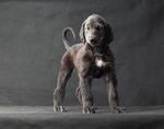 狗