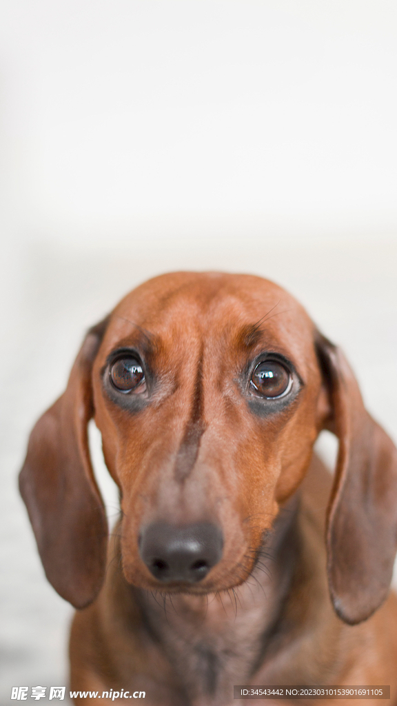 狗