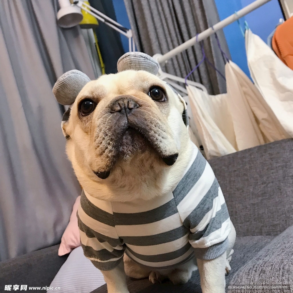 狗