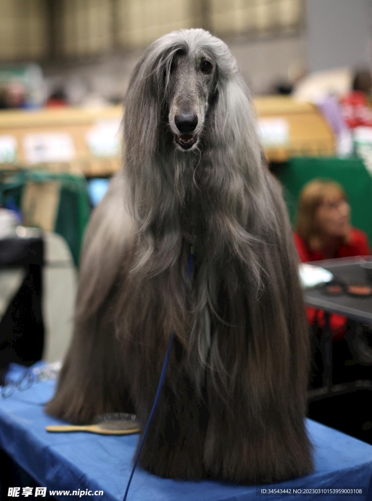 狗