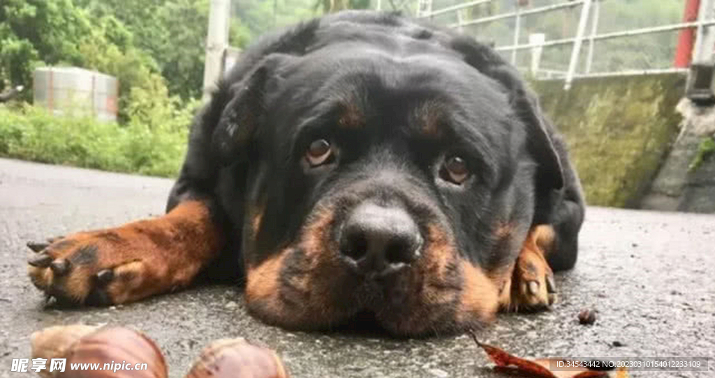 狗