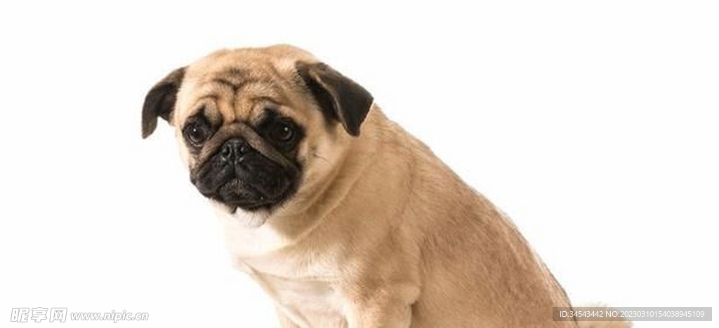 狗