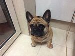 狗