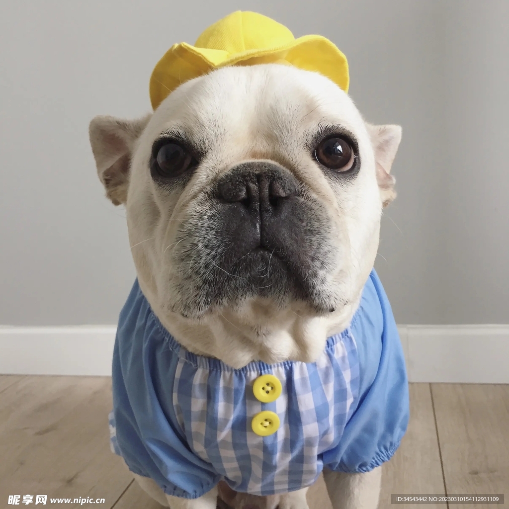 狗