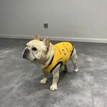 狗