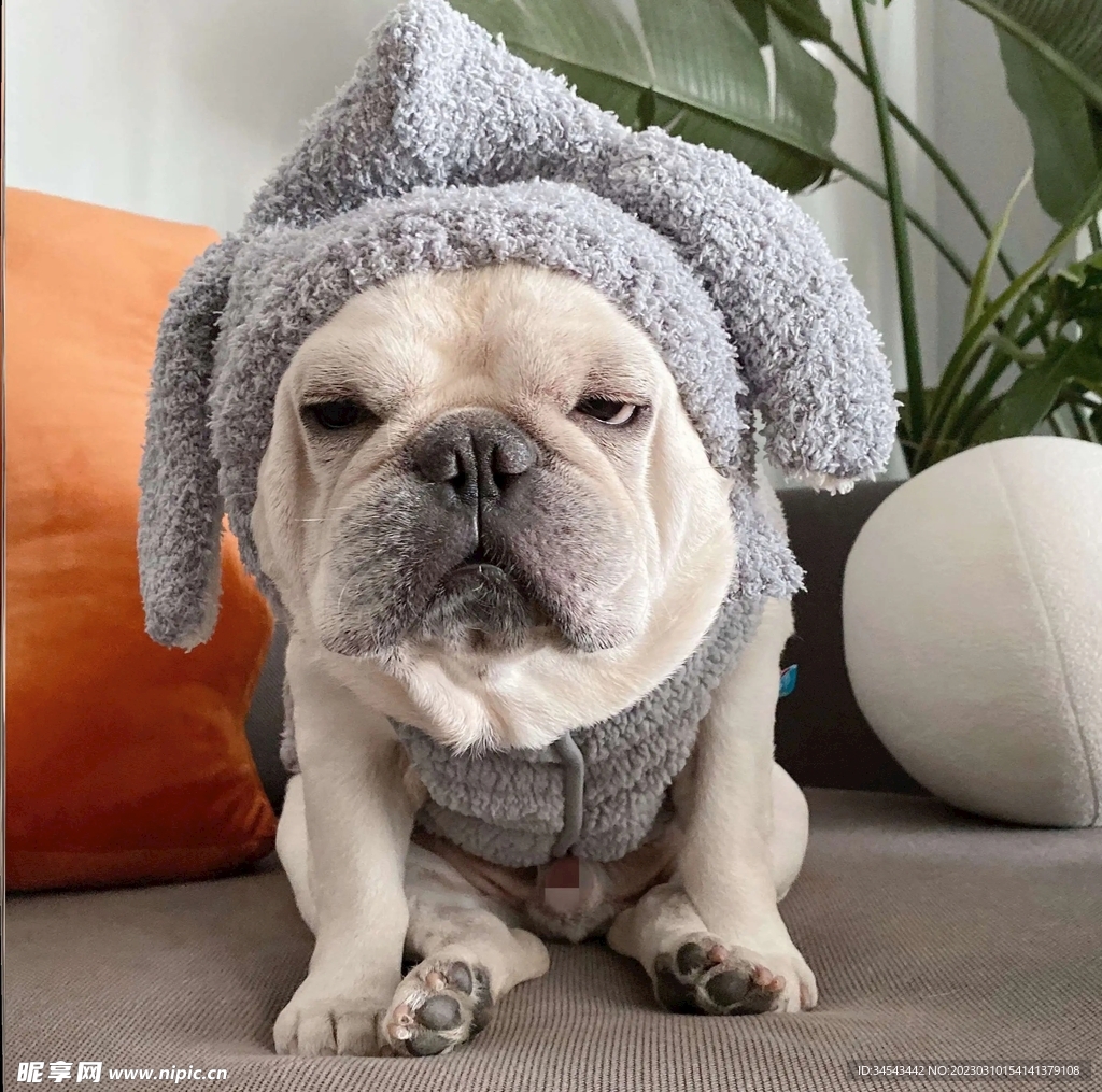 狗