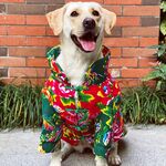 狗