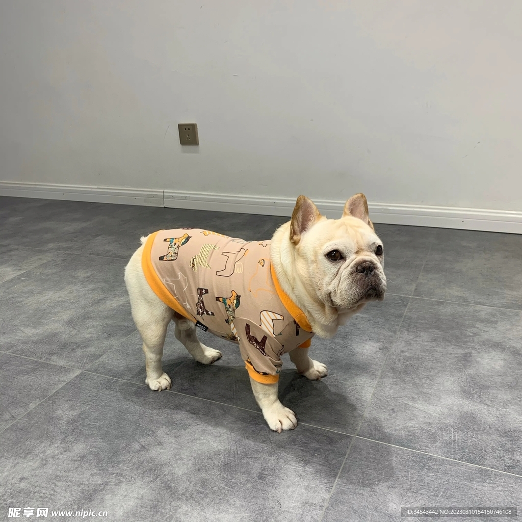狗