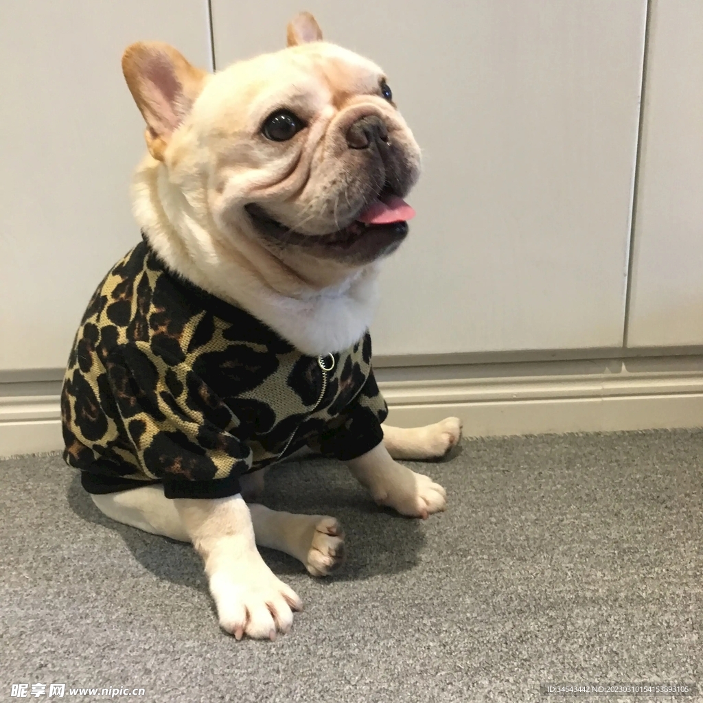 狗