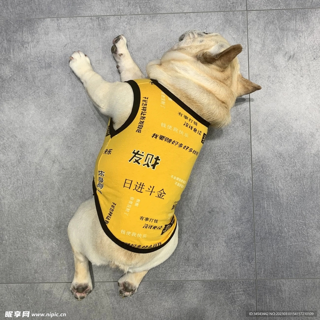 狗