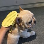 狗