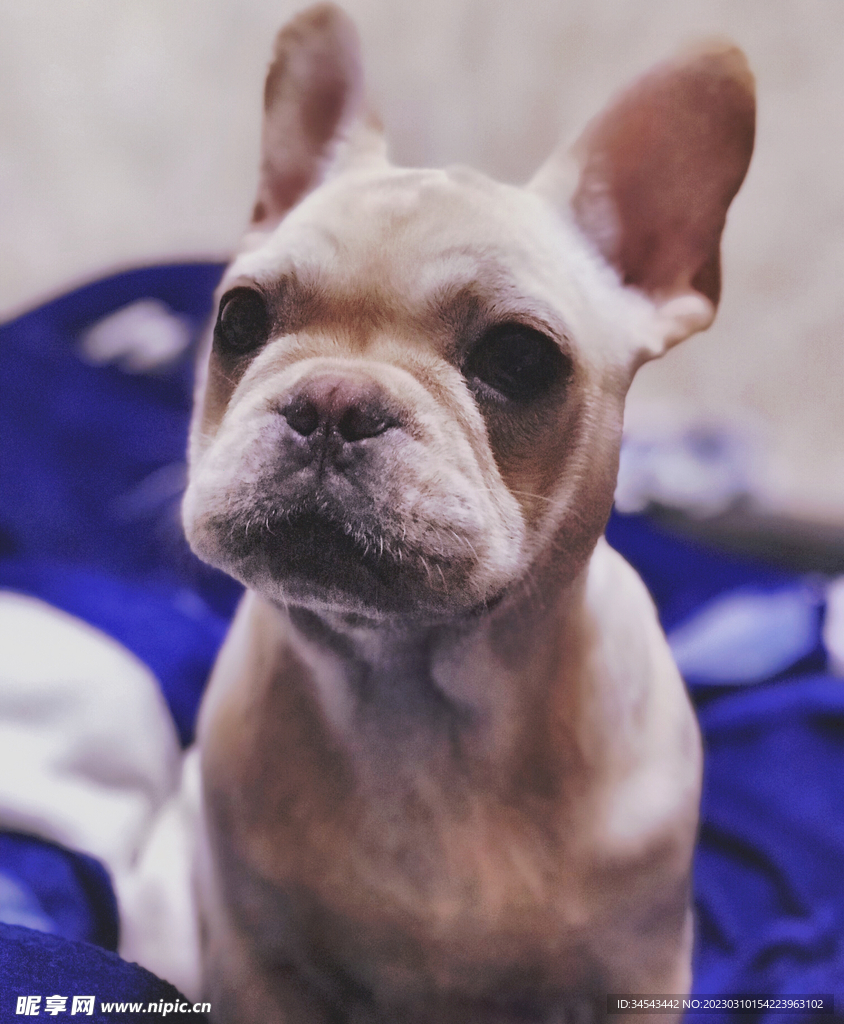 狗