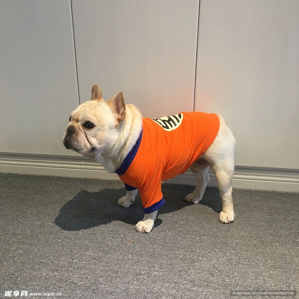 狗