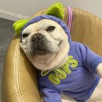 狗