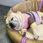 狗