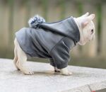 狗
