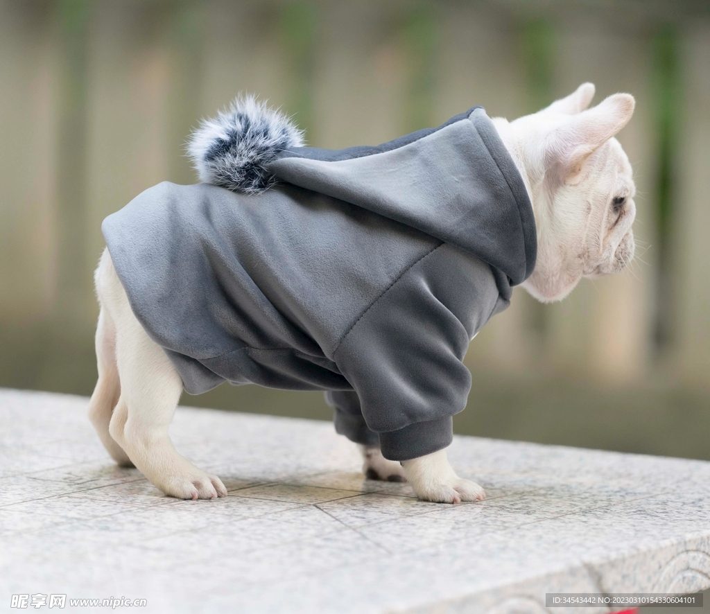 狗