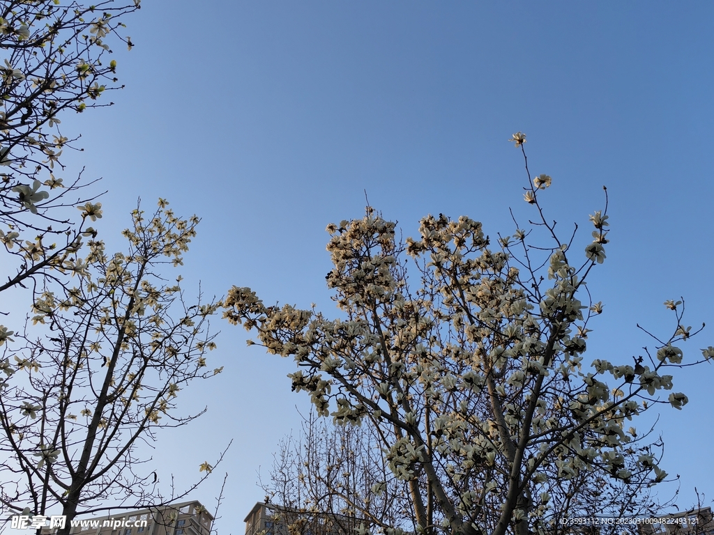 白玉兰