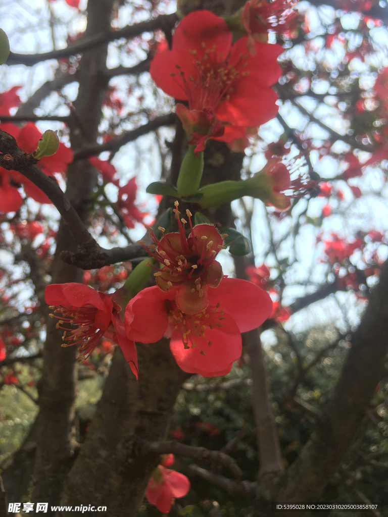 木瓜花  