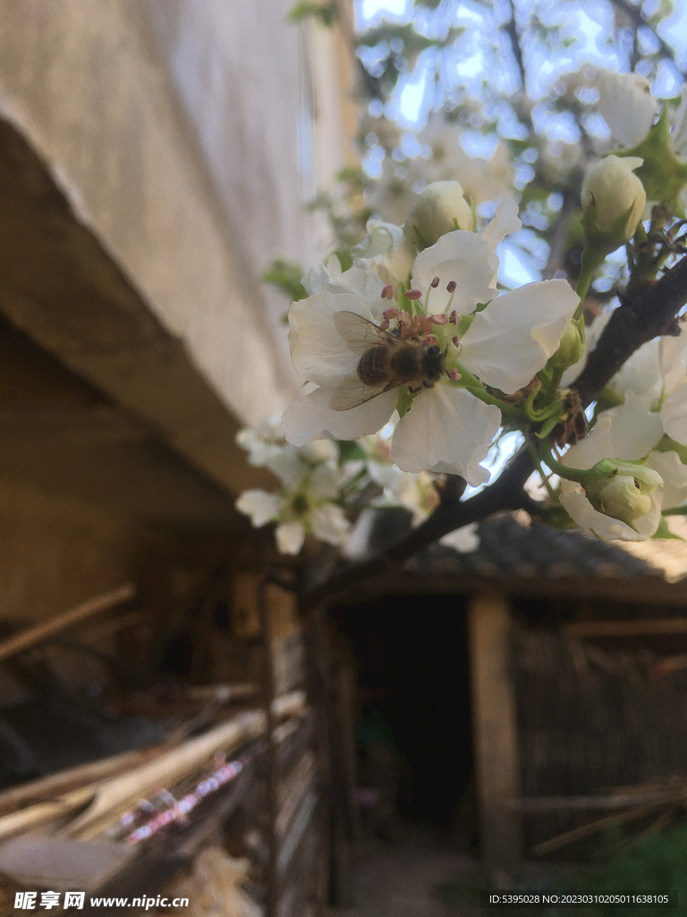 蜜蜂与梨花