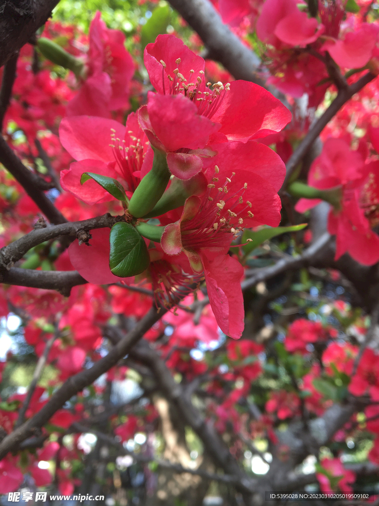 木瓜花  