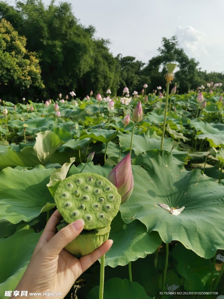 新鲜莲子