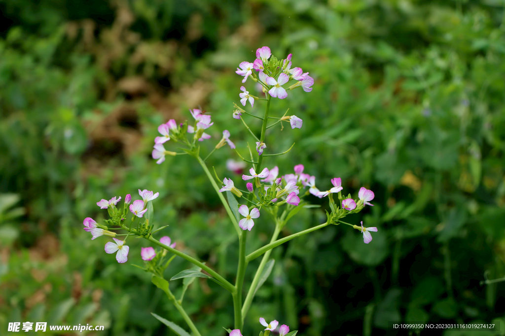 黄色菜花