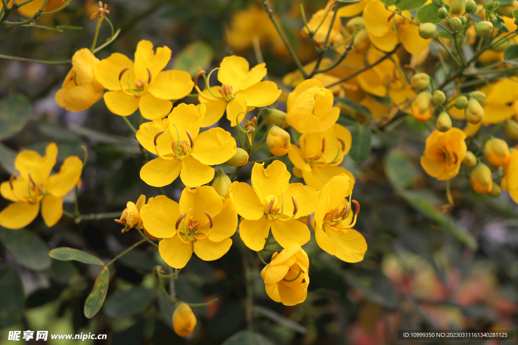 黄槐决明花