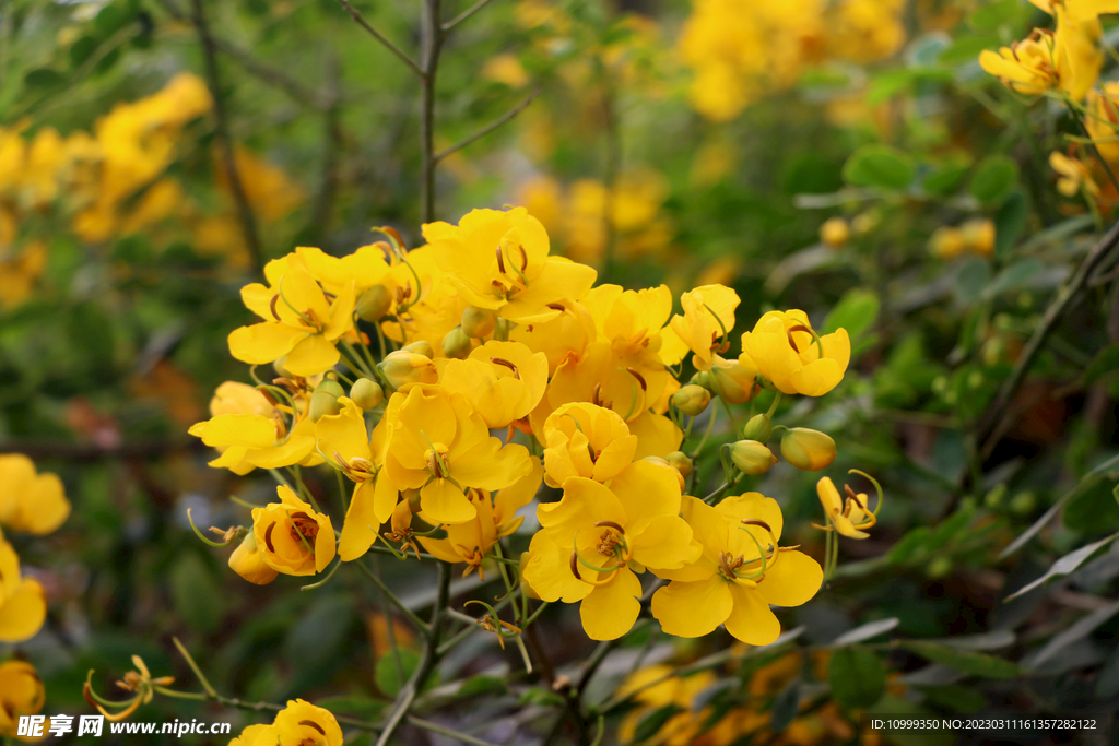 黄槐决明花