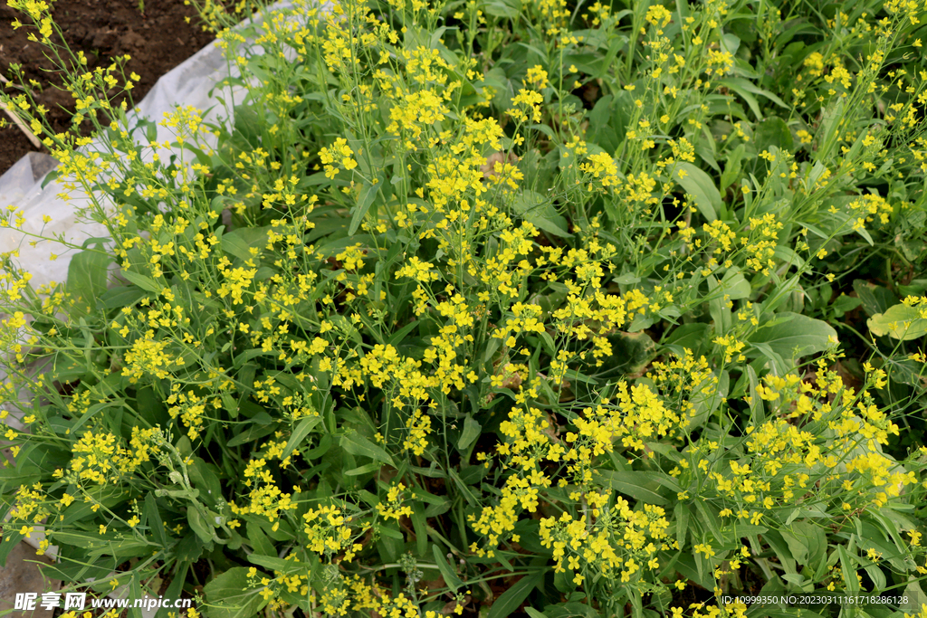 黄色菜花