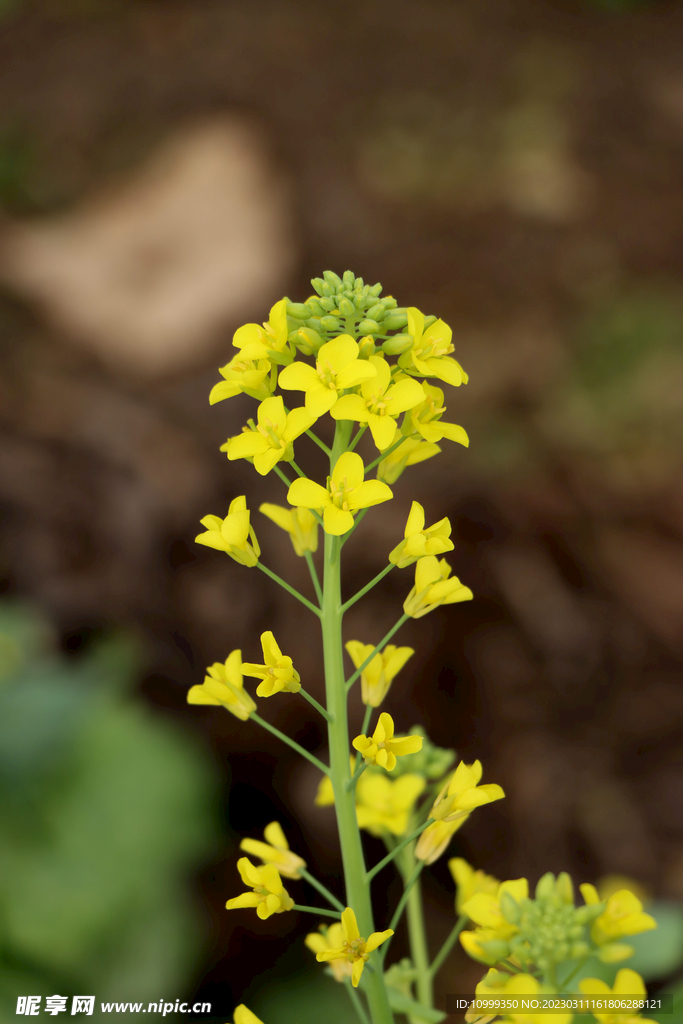 黄菜花