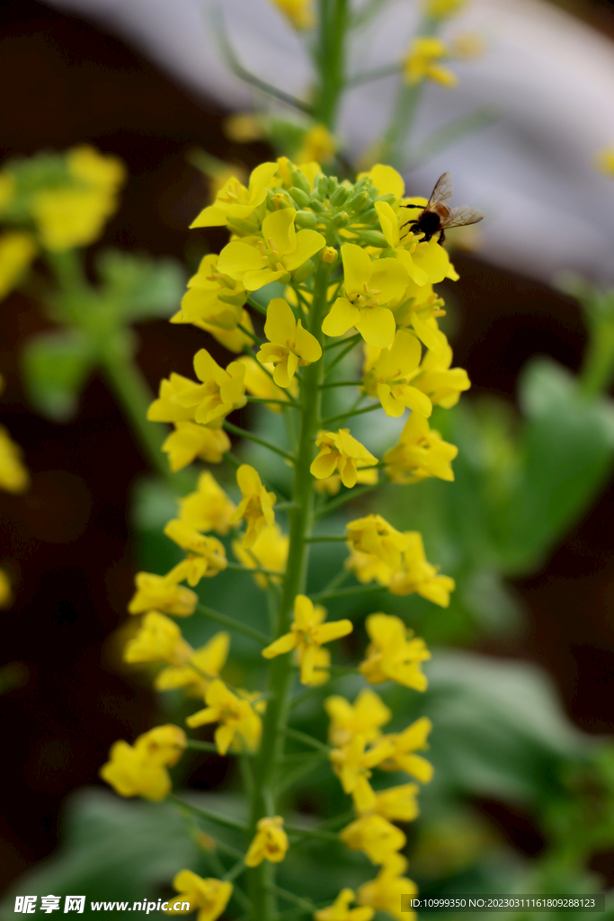 黄菜花
