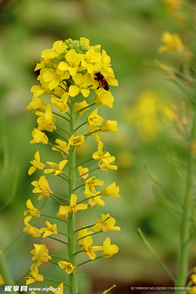 黄菜花