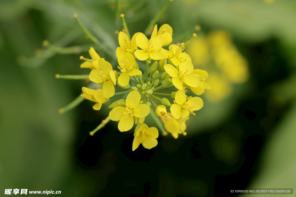 黄菜花