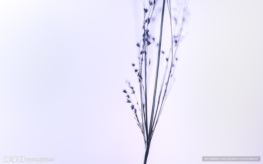 野草