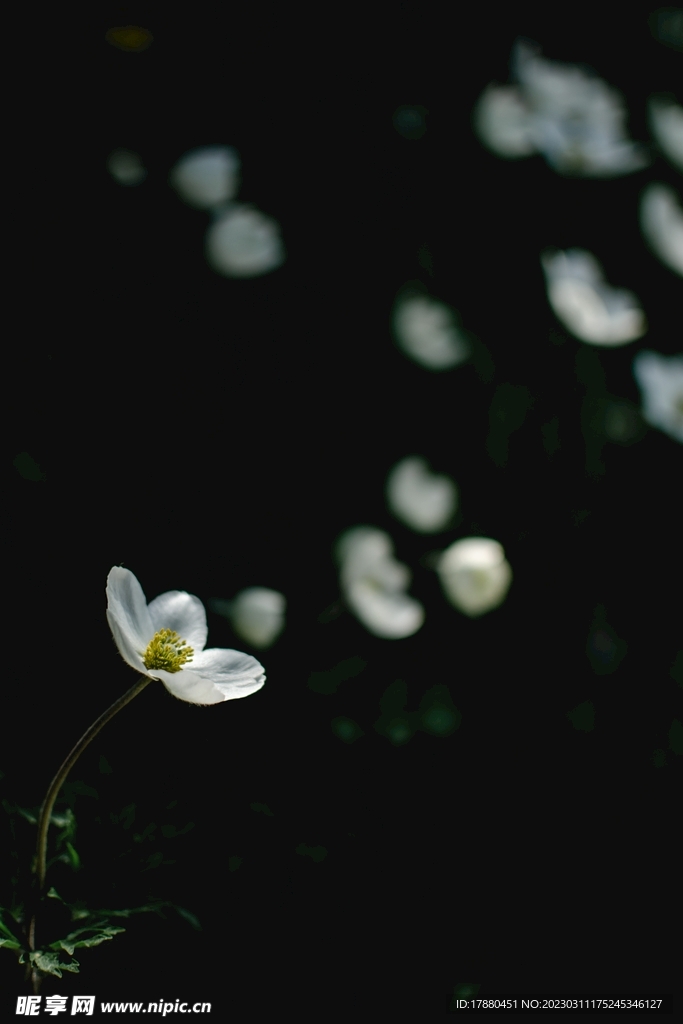 梅花草