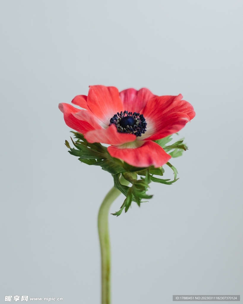 花枝