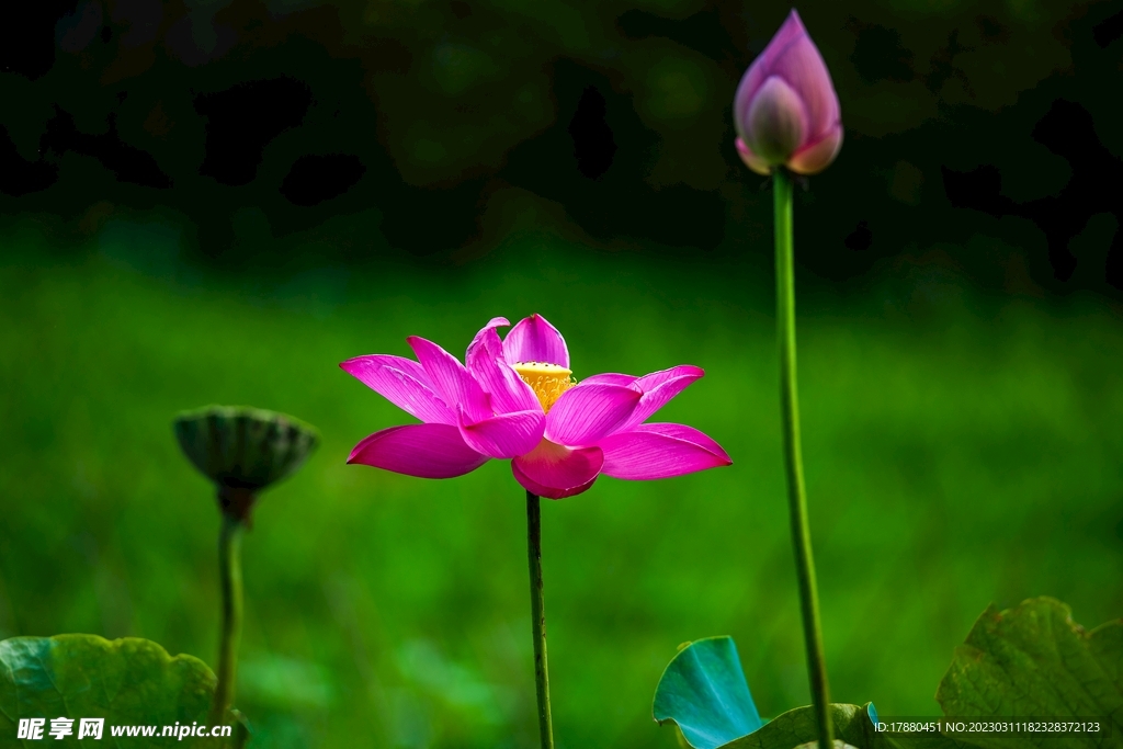 荷花