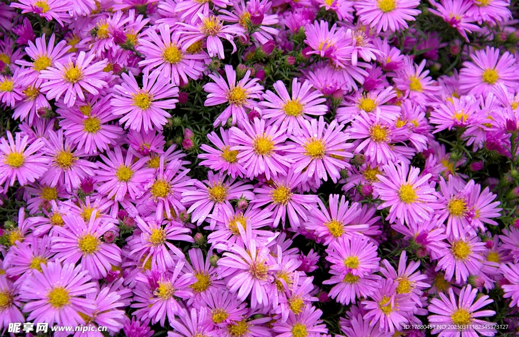 荷兰菊