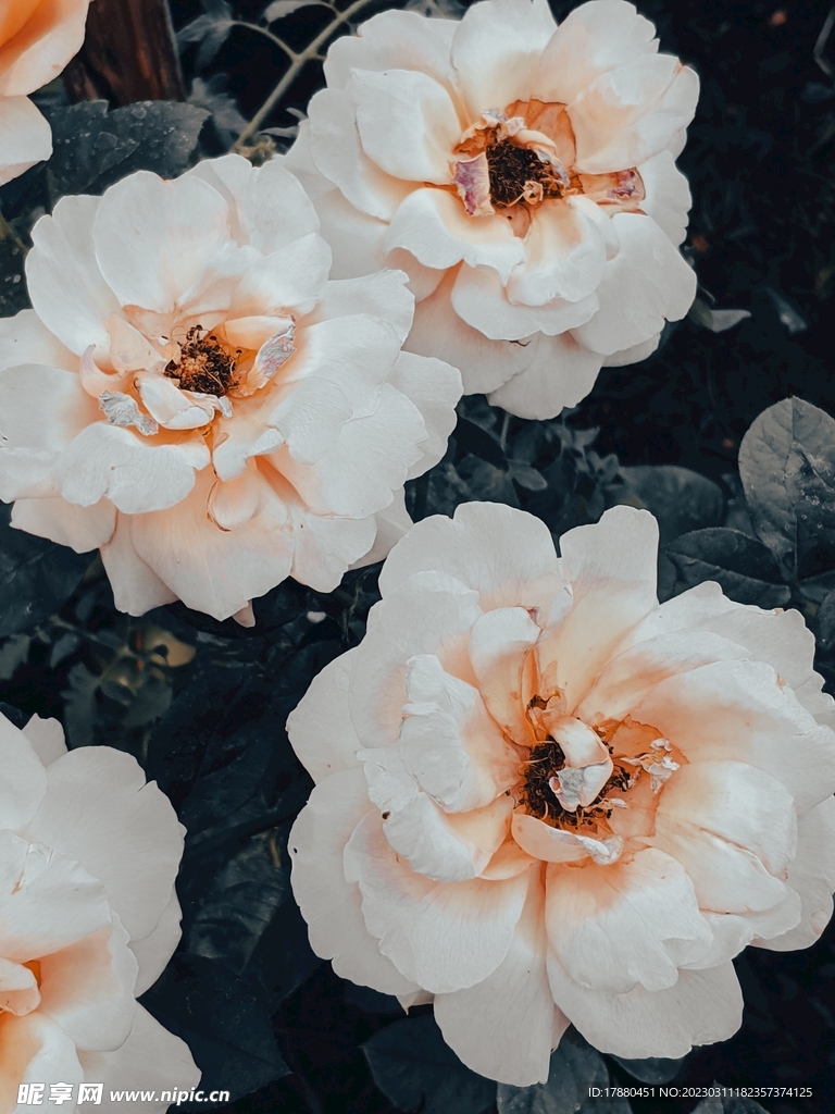 午时花